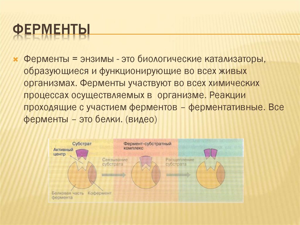 ферменты
