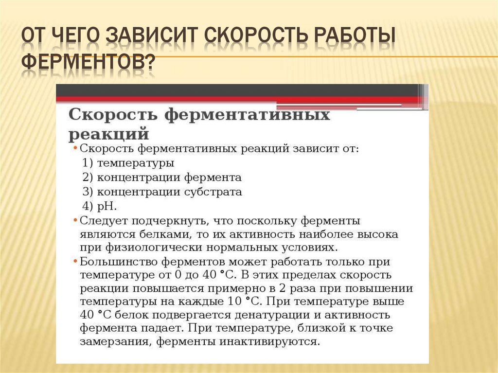 От чего зависит скорость работы ферментов?