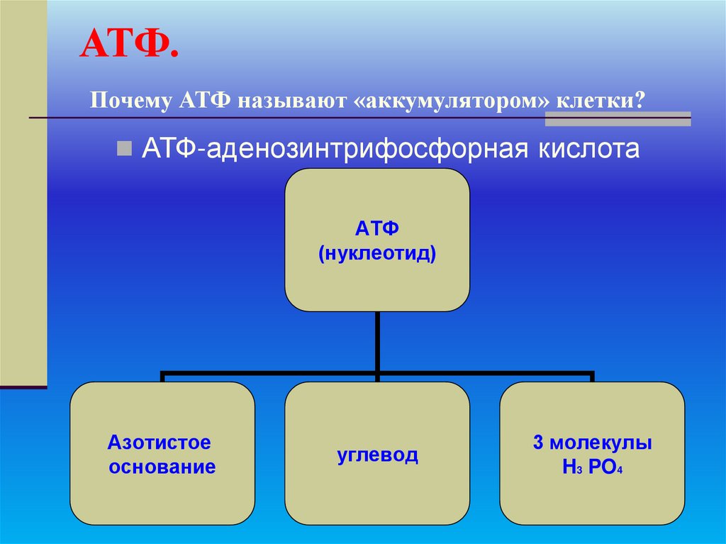 АТФ. Почему АТФ называют «аккумулятором» клетки?