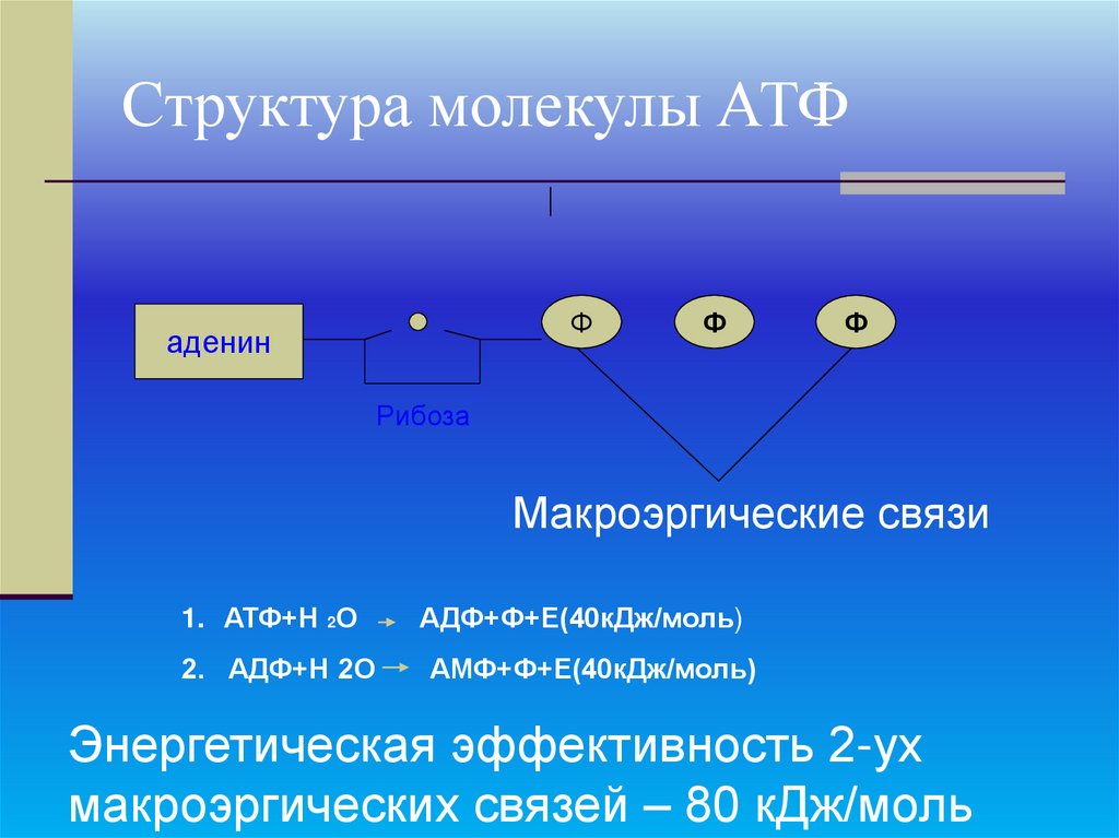 Структура молекулы АТФ