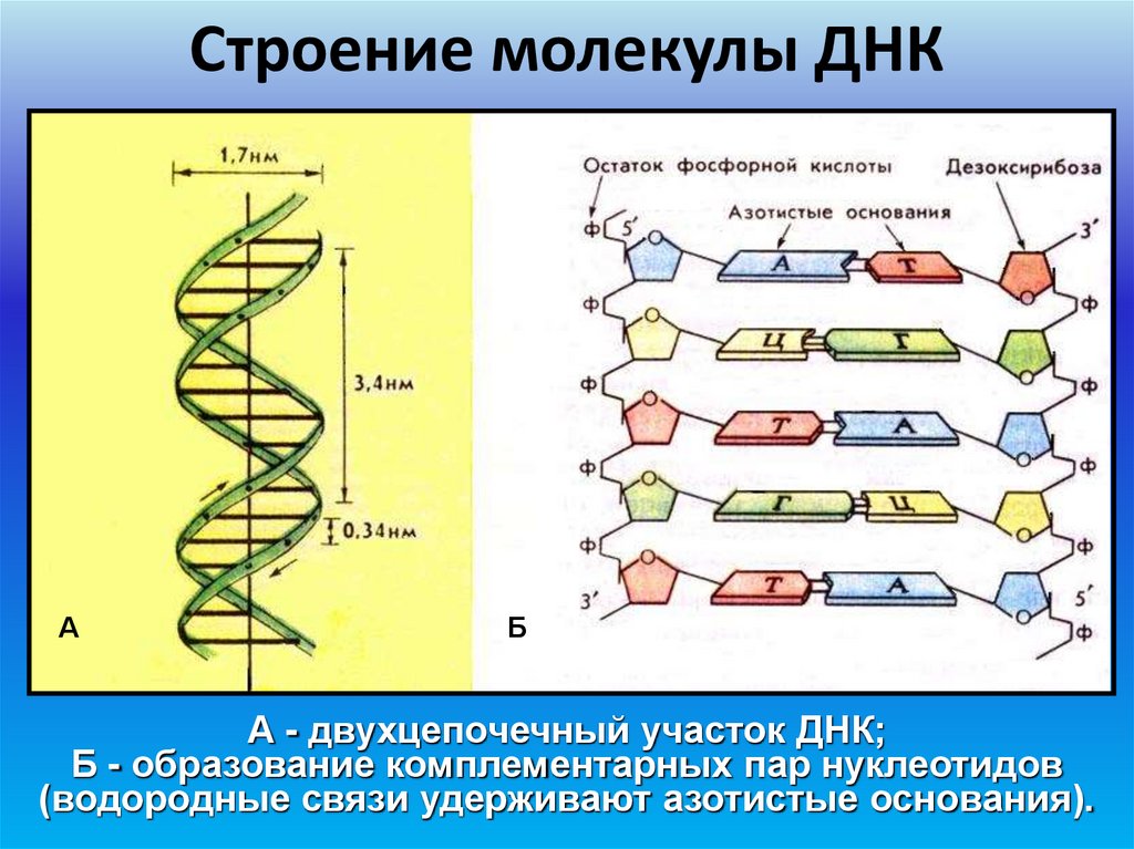 Строение молекулы ДНК