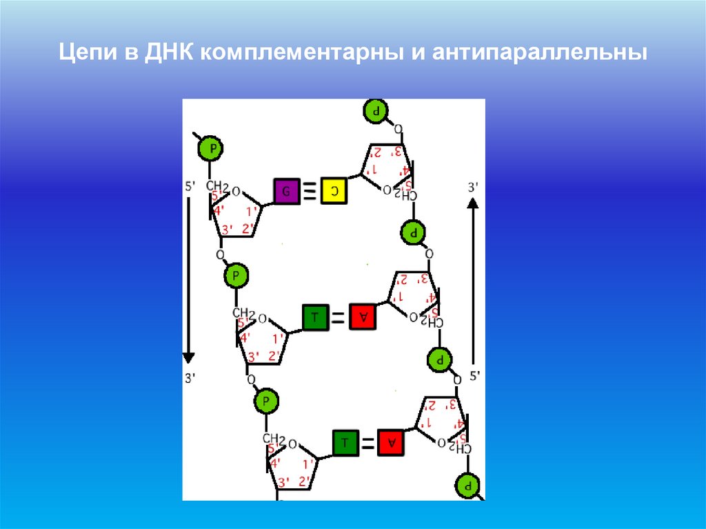 Цепи в ДНК комплементарны и антипараллельны