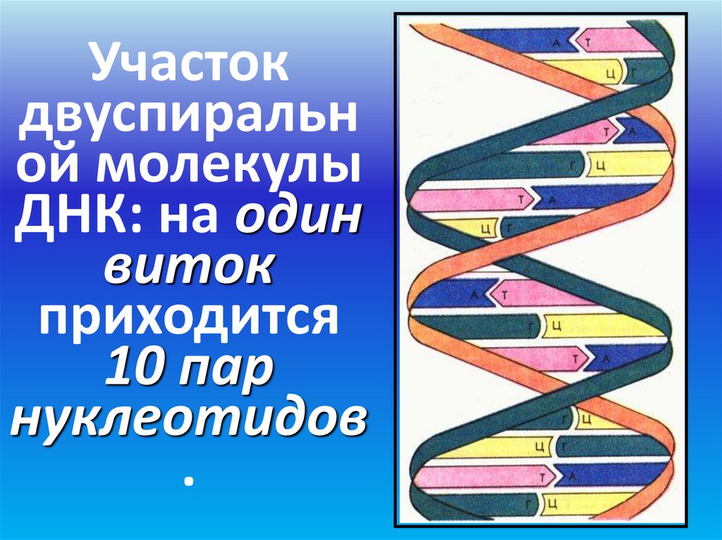 Участок двуспиральной молекулы ДНК: на один виток приходится 10 пар нуклеотидов.