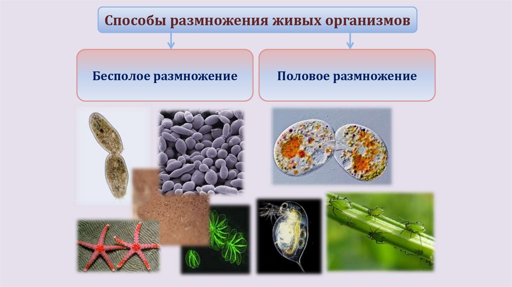 Половое размножение