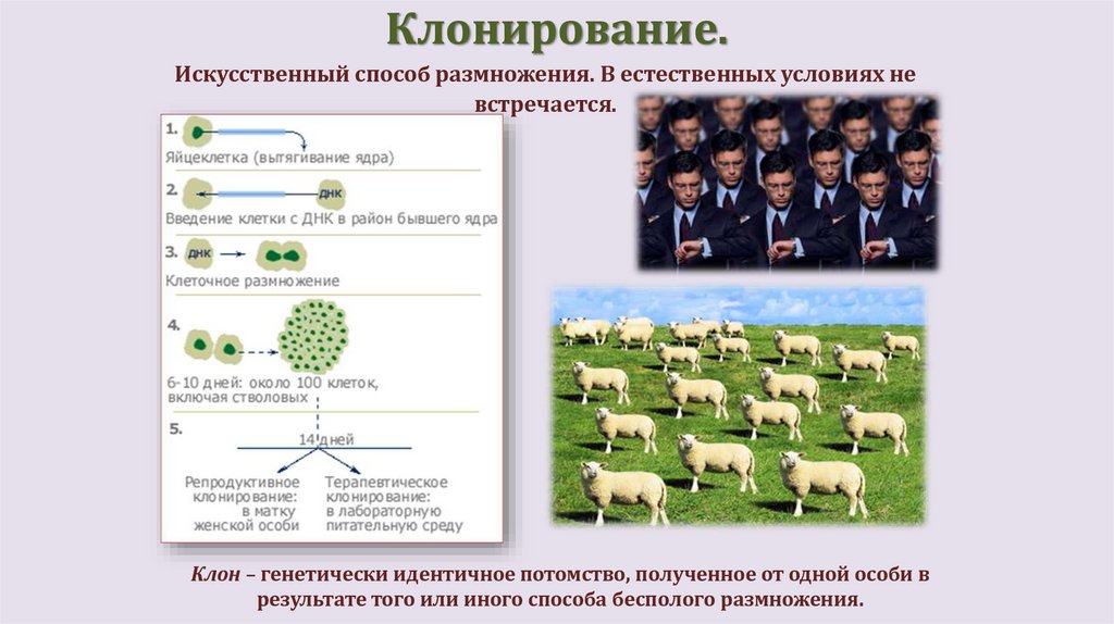 Клонирование.