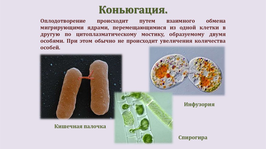 Коньюгация.