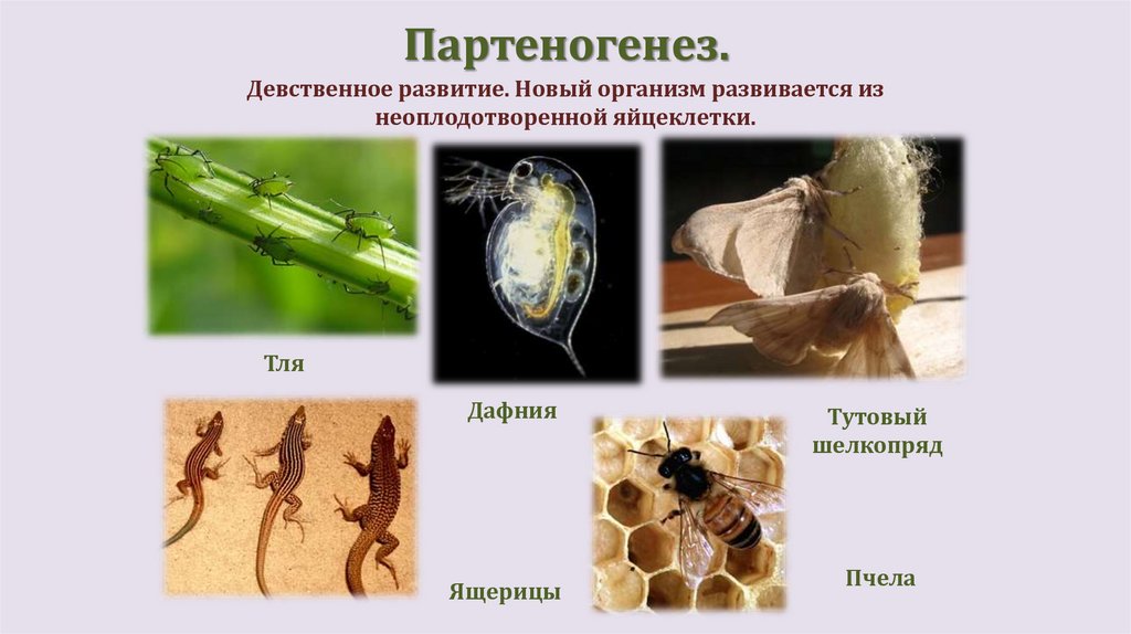 Партеногенез.