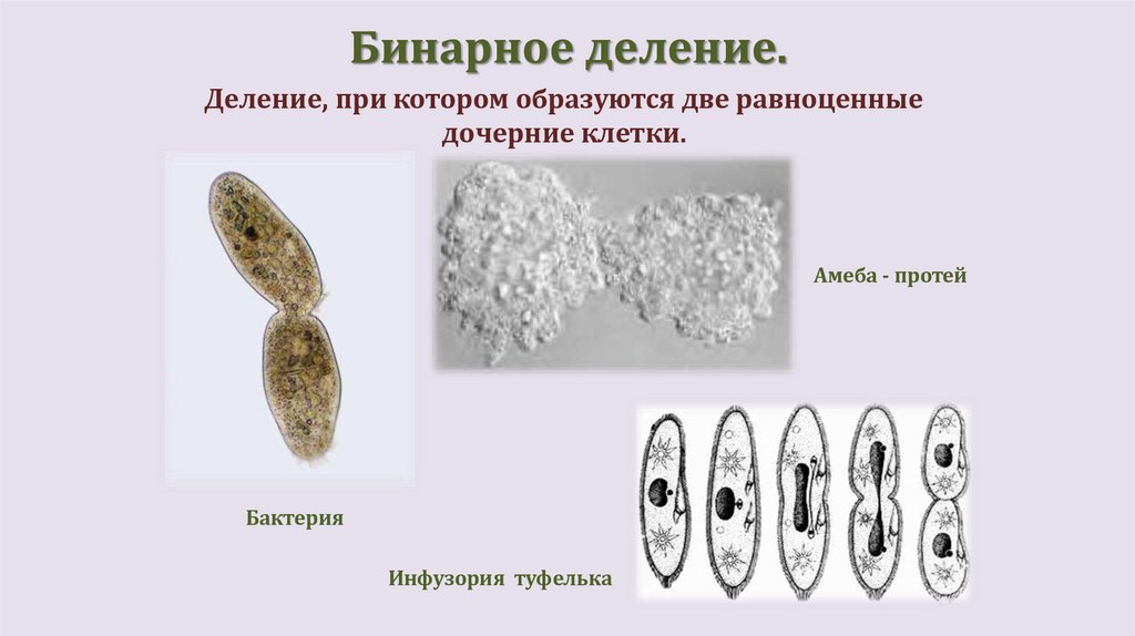 Бинарное деление.