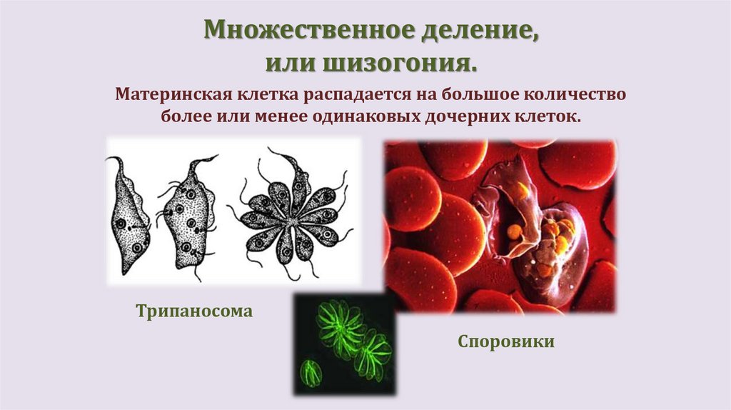 Множественное деление, или шизогония.