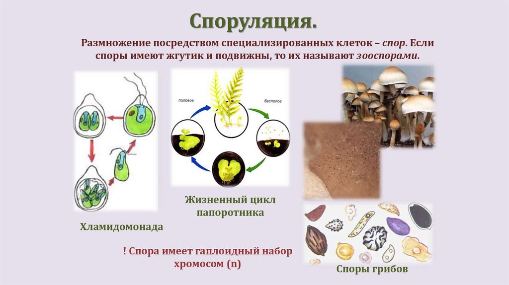 Споруляция.