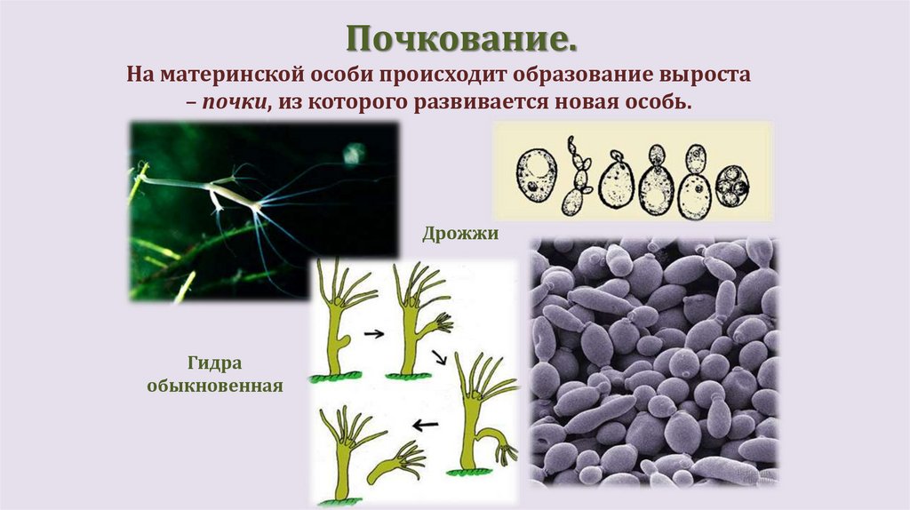 Почкование.