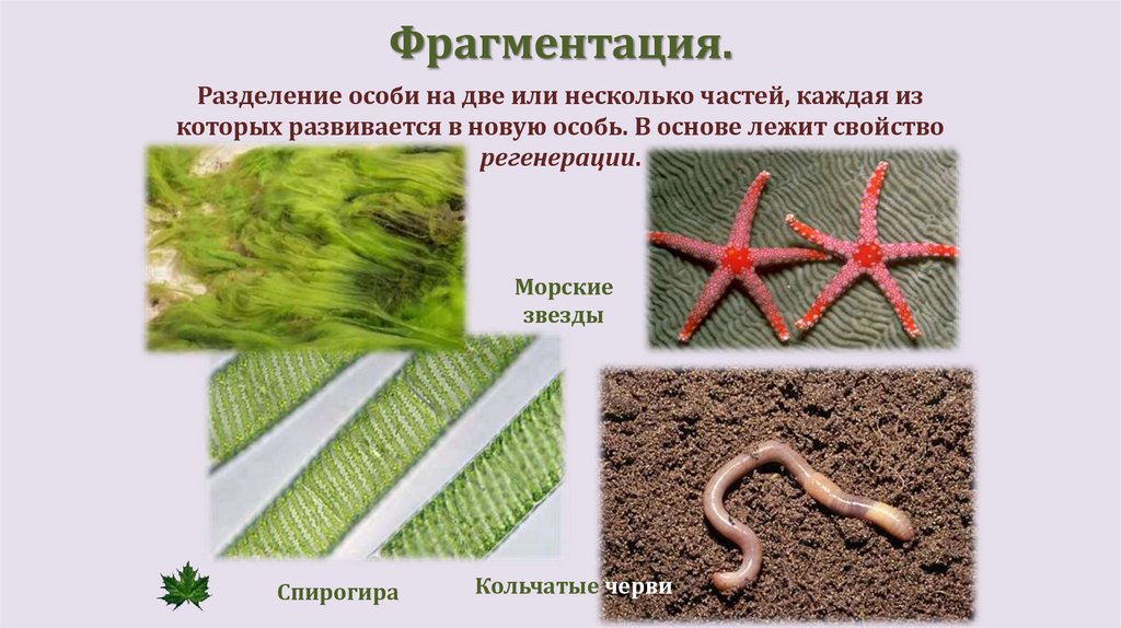 Фрагментация.