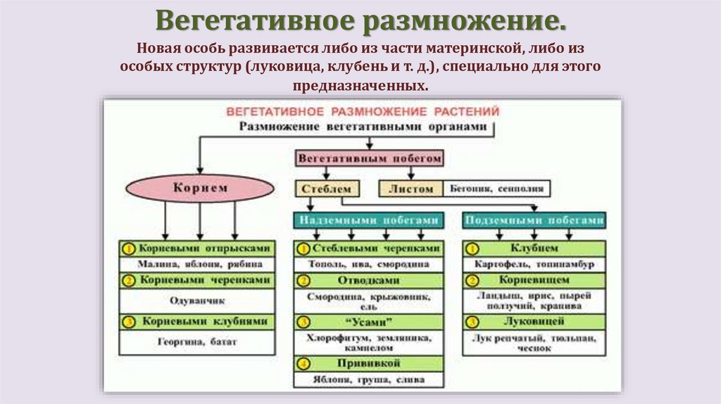Вегетативное размножение.