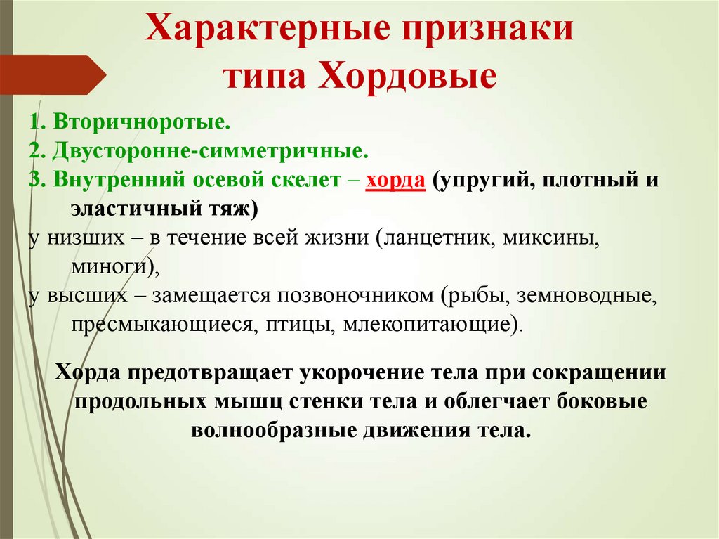 Характерные признаки типа Хордовые
