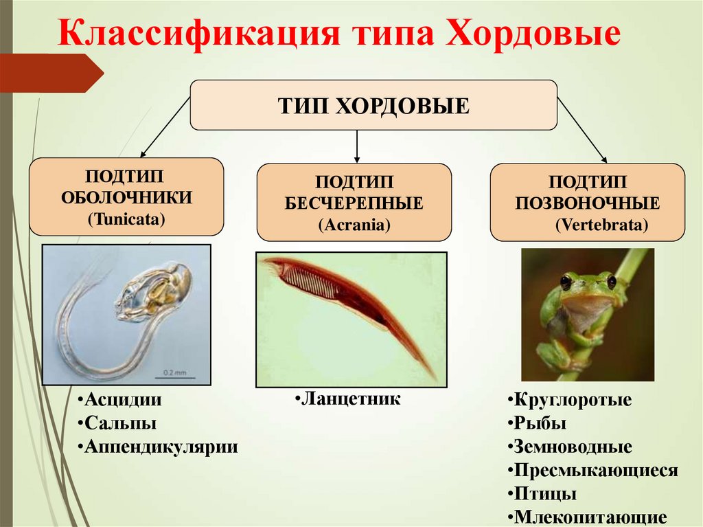 Классификация типа Хордовые