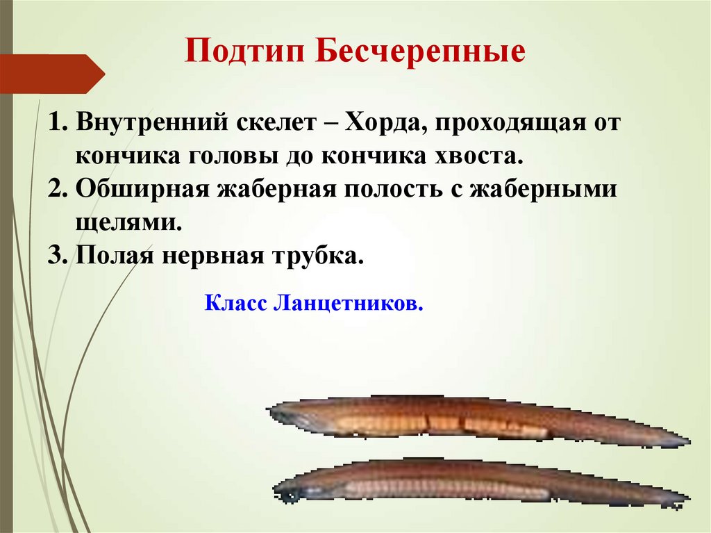 Подтип Бесчерепные