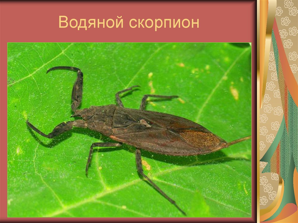 Водяной скорпион