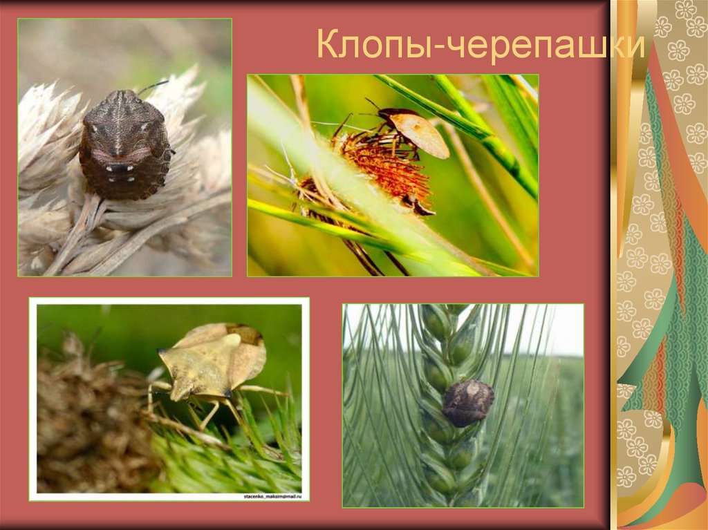 Клопы-черепашки