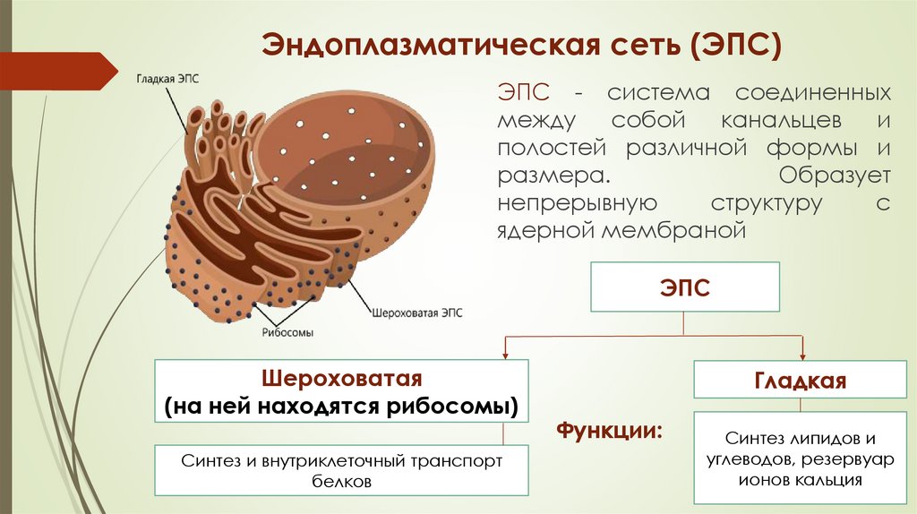 Эндоплазматическая сеть (ЭПС)