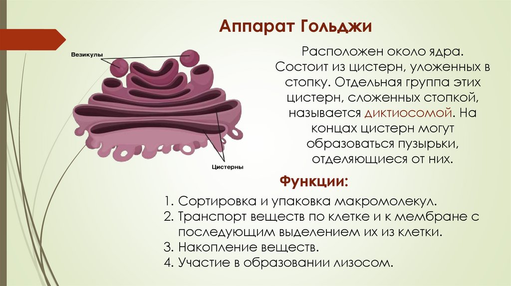 Аппарат Гольджи