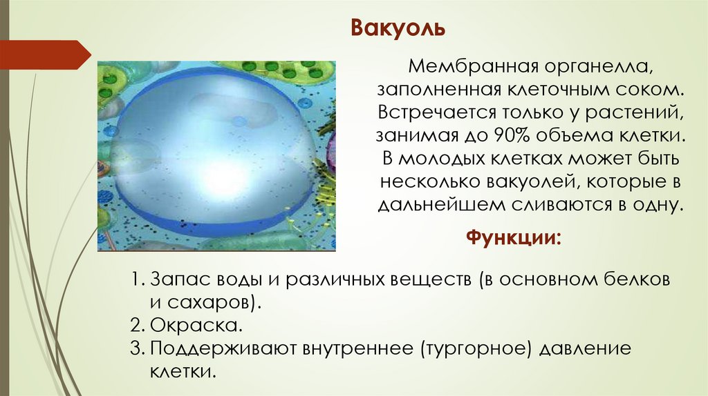 Вакуоль