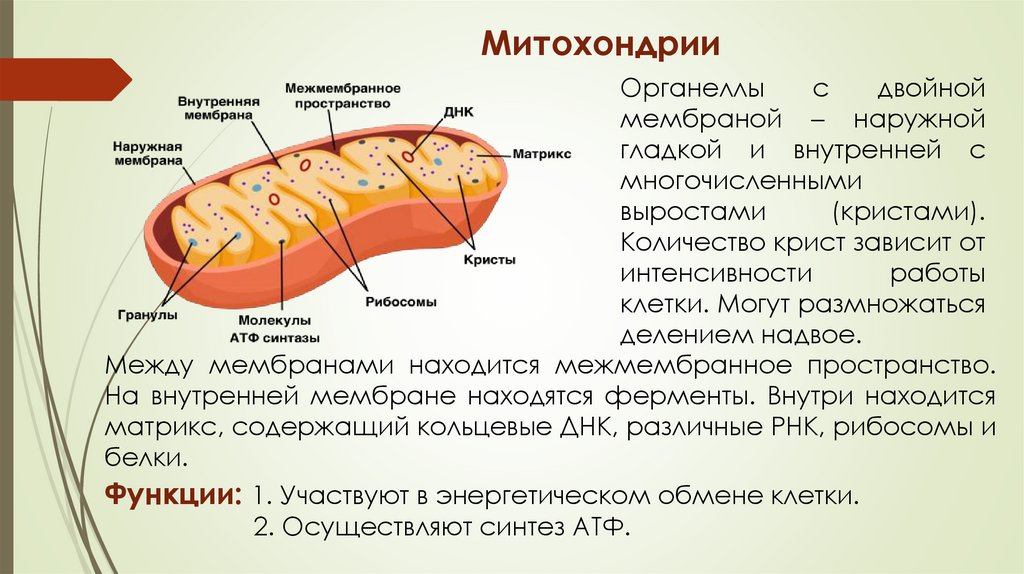 Митохондрии
