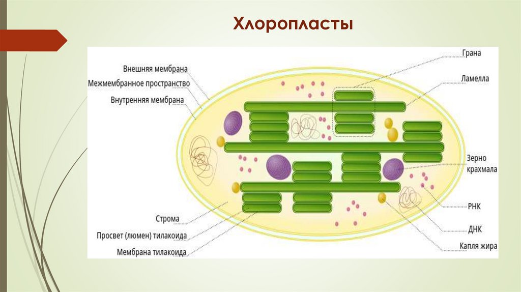 Хлоропласты