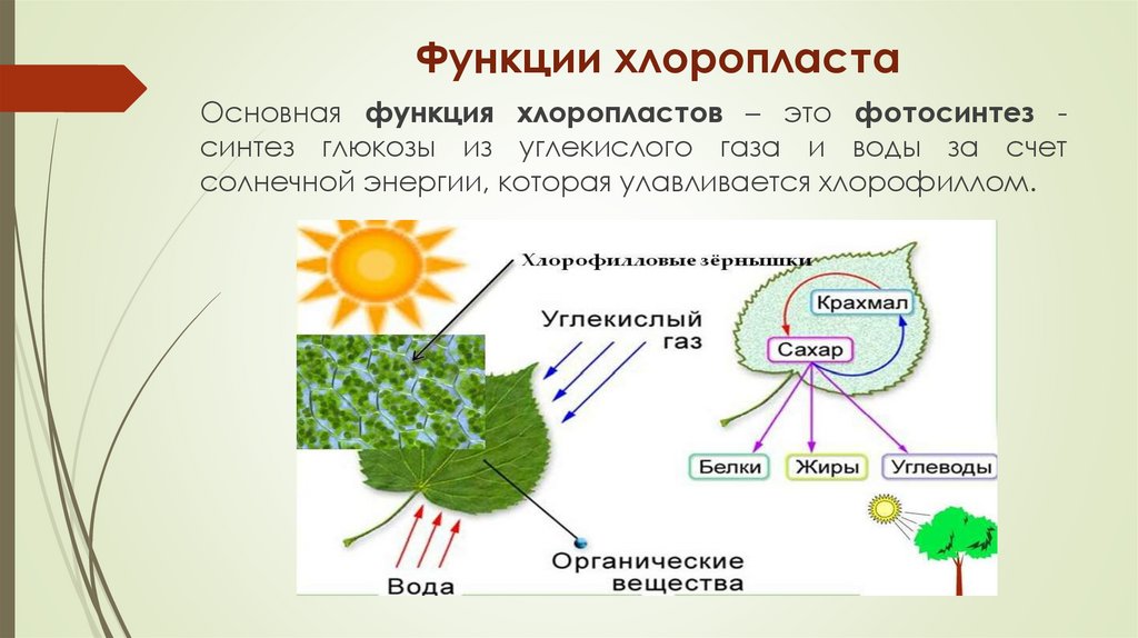 Функции хлоропласта