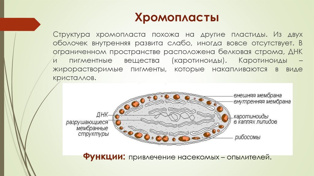 Хромопласты