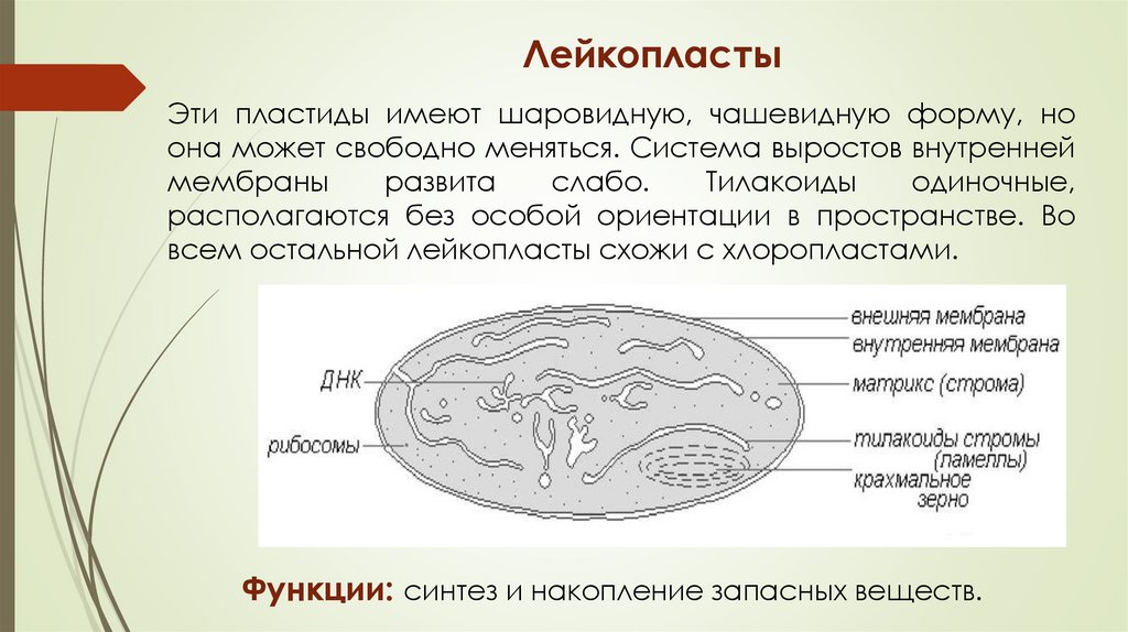 Лейкопласты