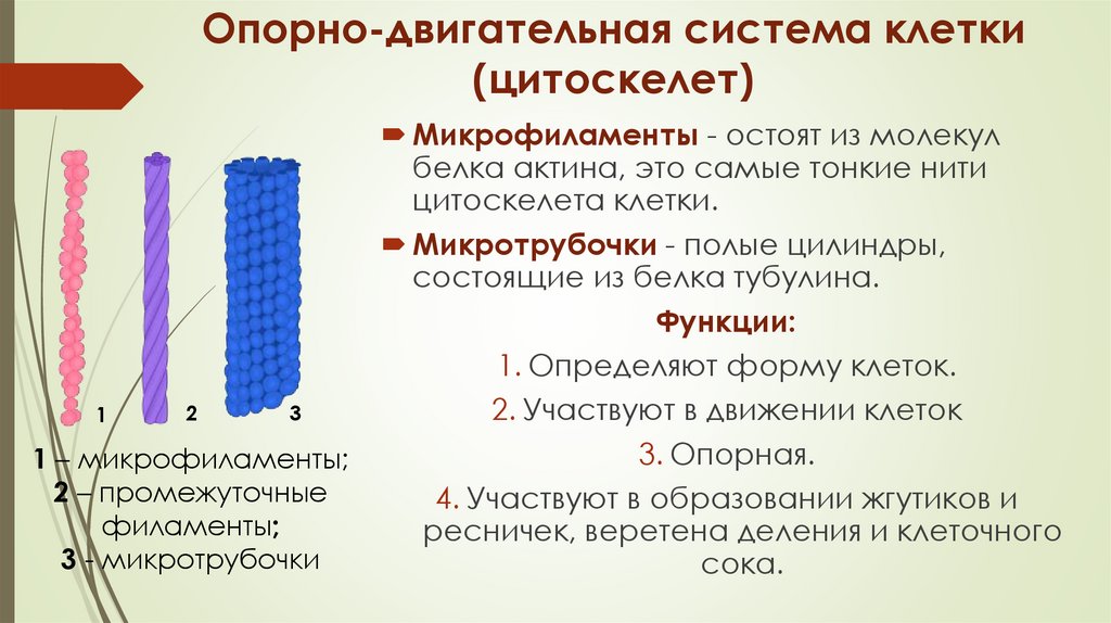 Опорно-двигательная система клетки (цитоскелет)