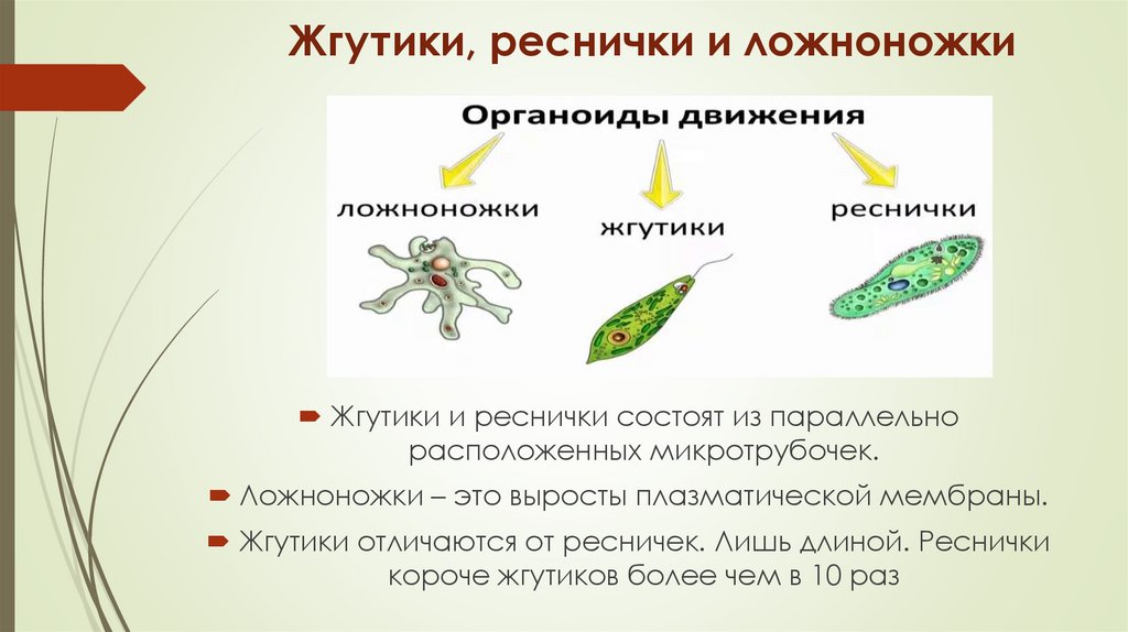 Жгутики, реснички и ложноножки