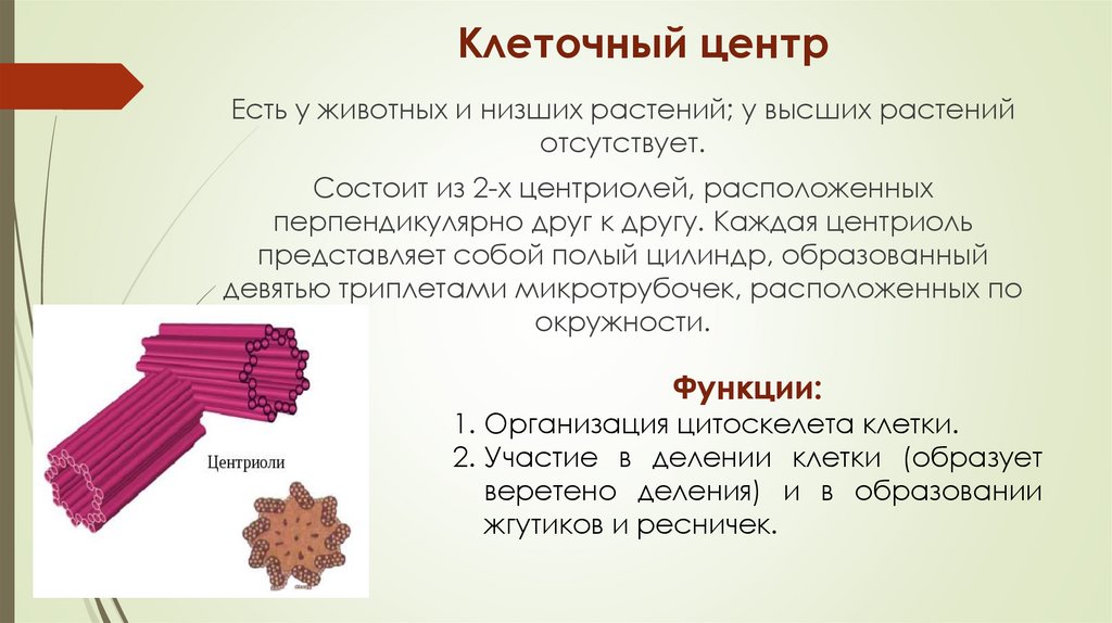 Клеточный центр