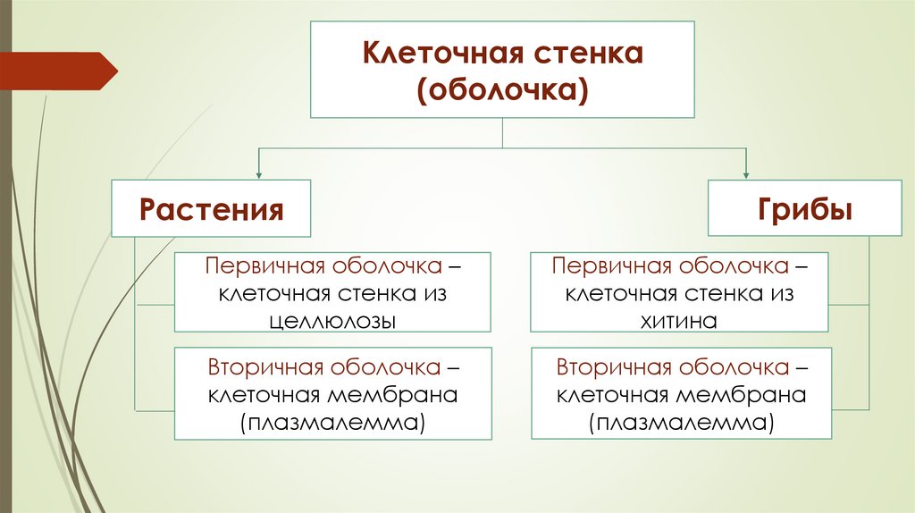 Клеточная стенка (оболочка)