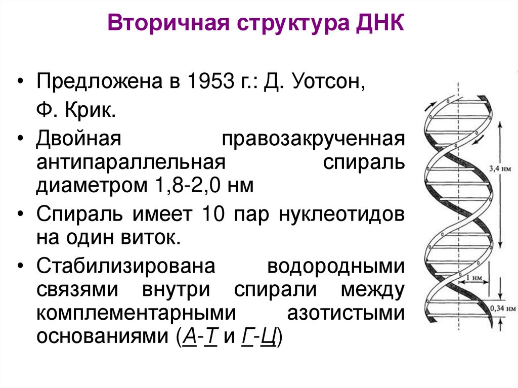 Вторичная структура ДНК