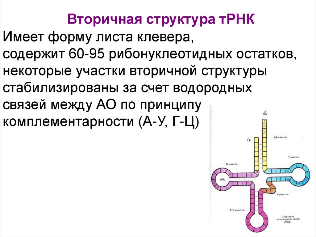Вторичная структура тРНК