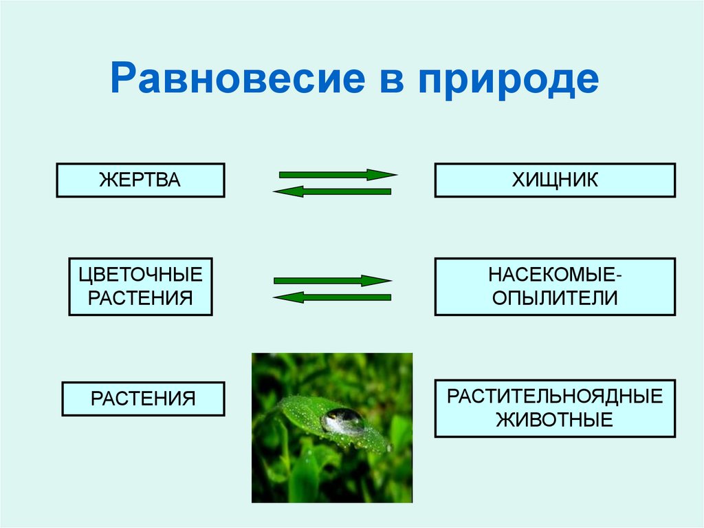 Равновесие в природе