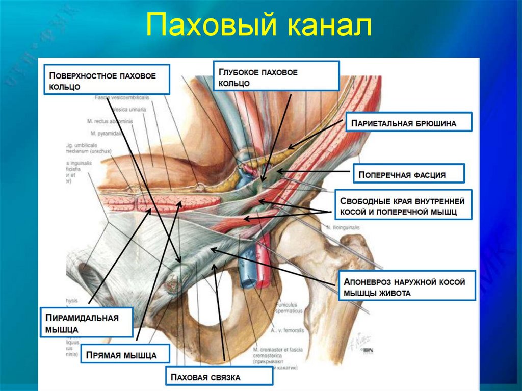Паховый канал