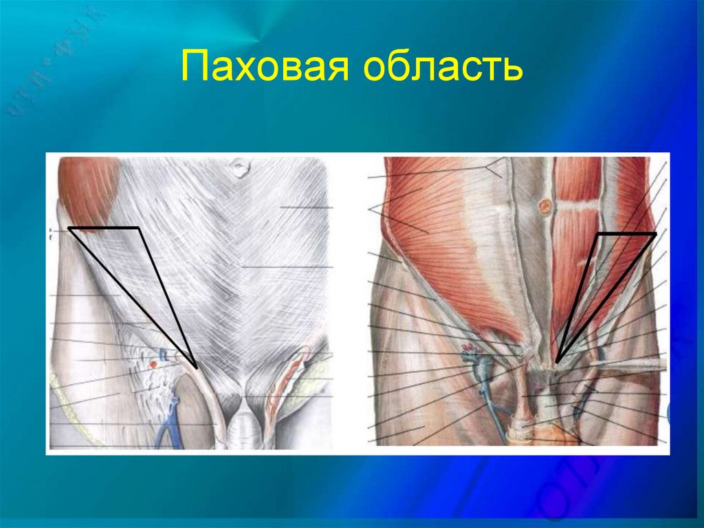 Паховая область