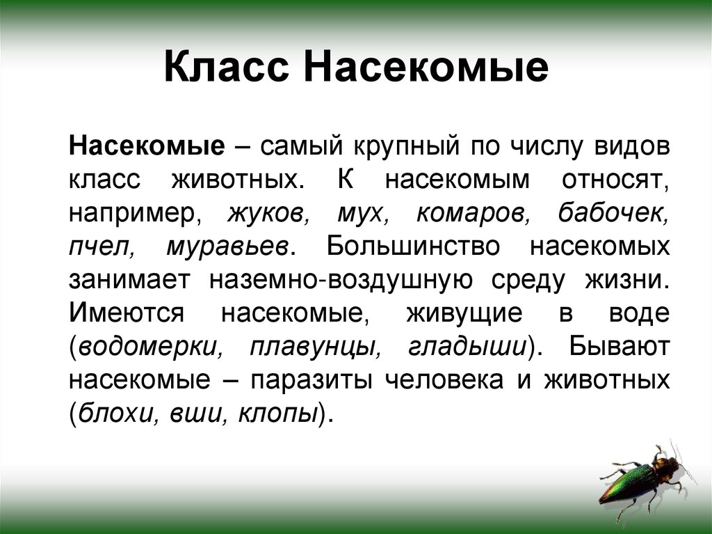 Класс Насекомые