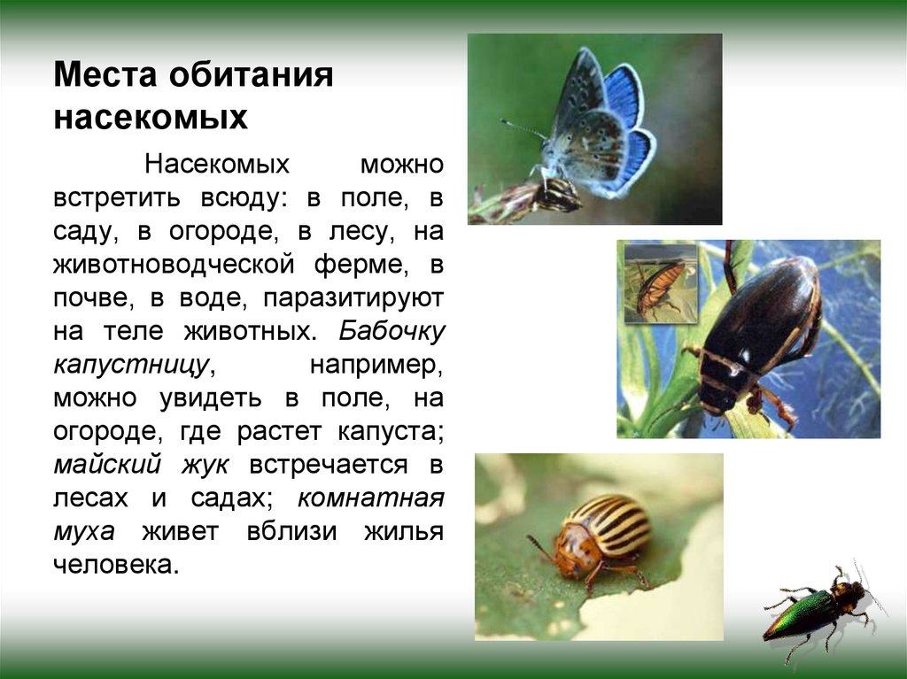 Места обитания насекомых