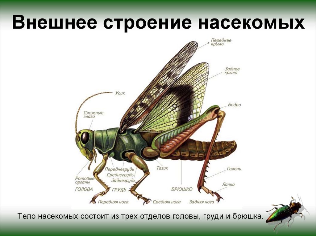 Внешнее строение насекомых