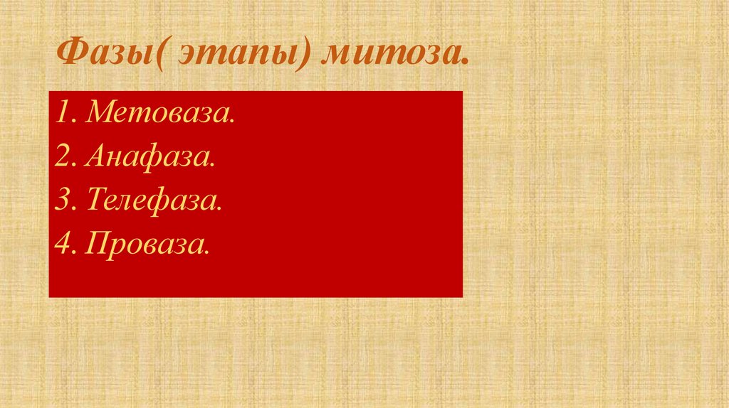 Фазы( этапы) митоза.