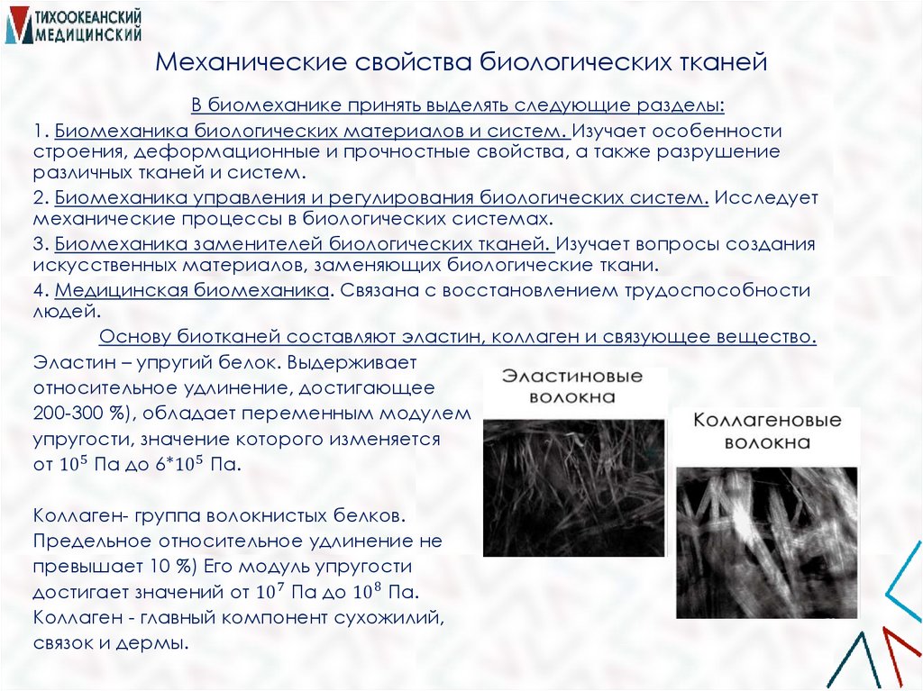 Механические свойства биологических тканей