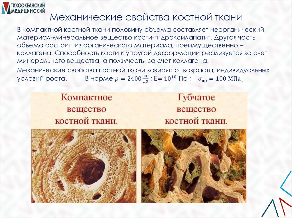 Механические свойства костной ткани