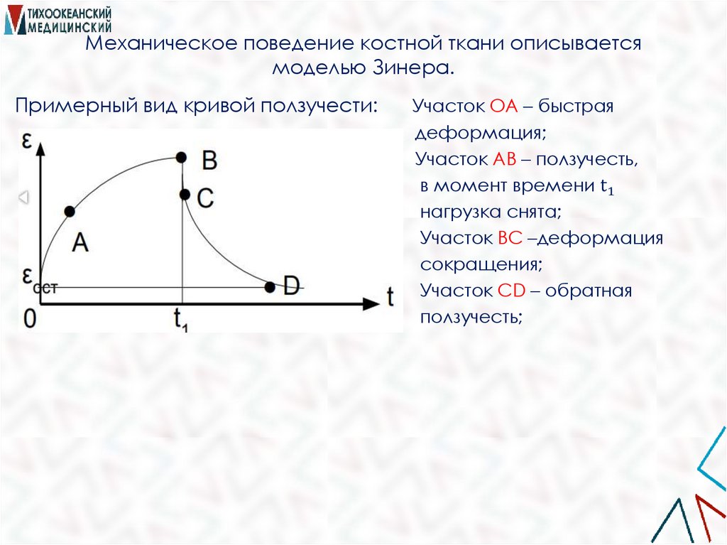 Механическое поведение костной ткани описывается моделью Зинера.