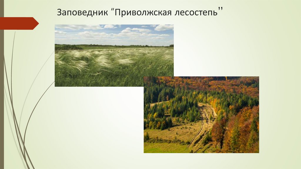 Заповедник “Приволжская лесостепь”