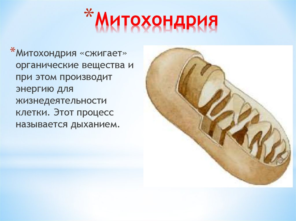 Митохондрия