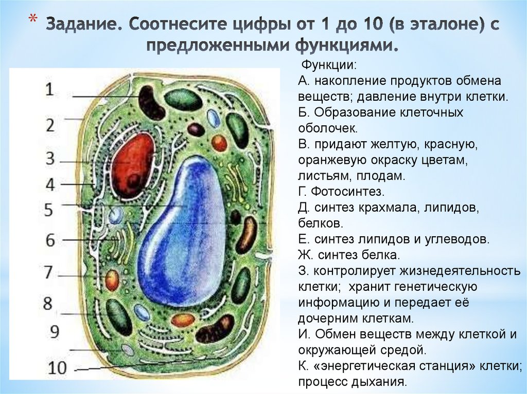 Задание. Соотнесите цифры от 1 до 10 (в эталоне) с предложенными функциями.