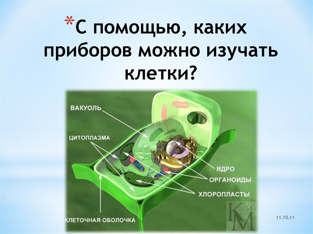 С помощью, каких приборов можно изучать клетки?